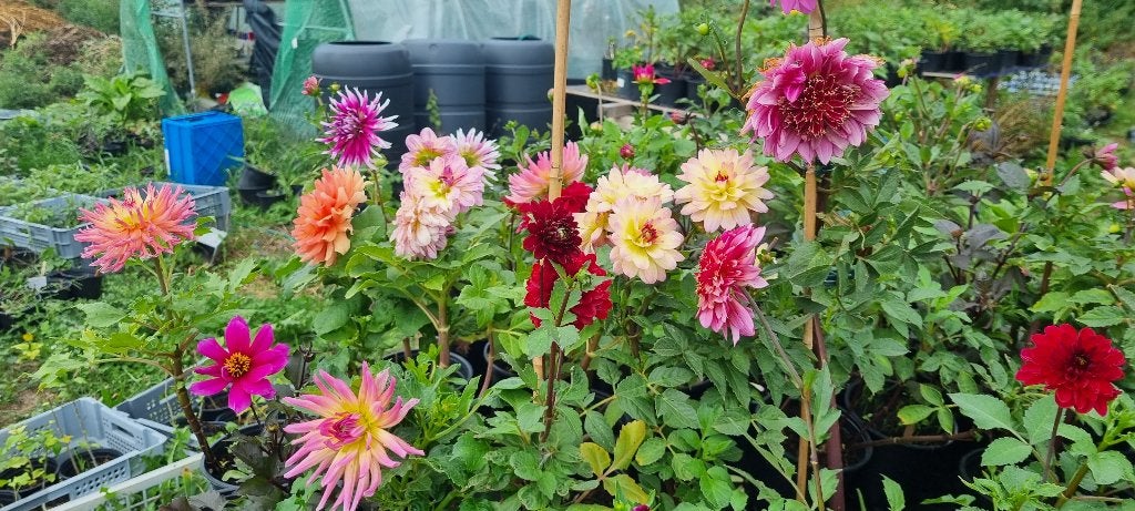 Dahlias, Tuin en Terras, Ophalen, Najaar, Volle zon, Knol