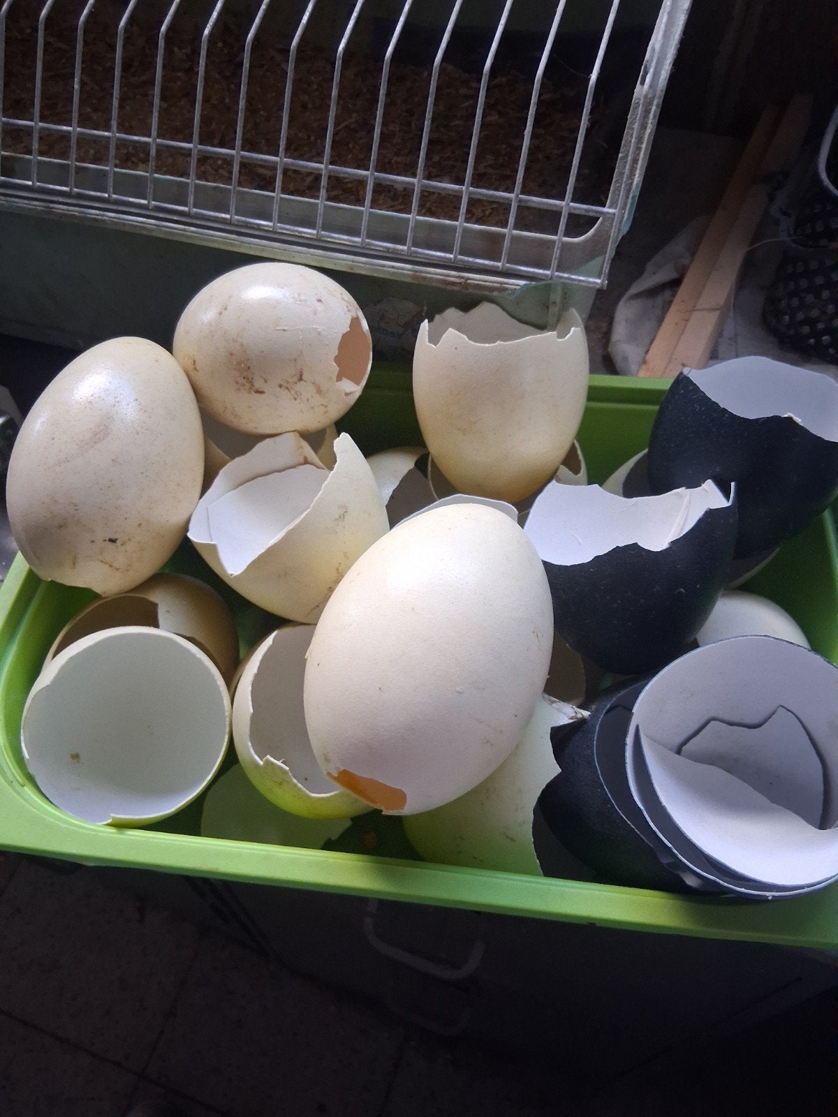 Lege nandoe en emoe eieren, Animaux & Accessoires