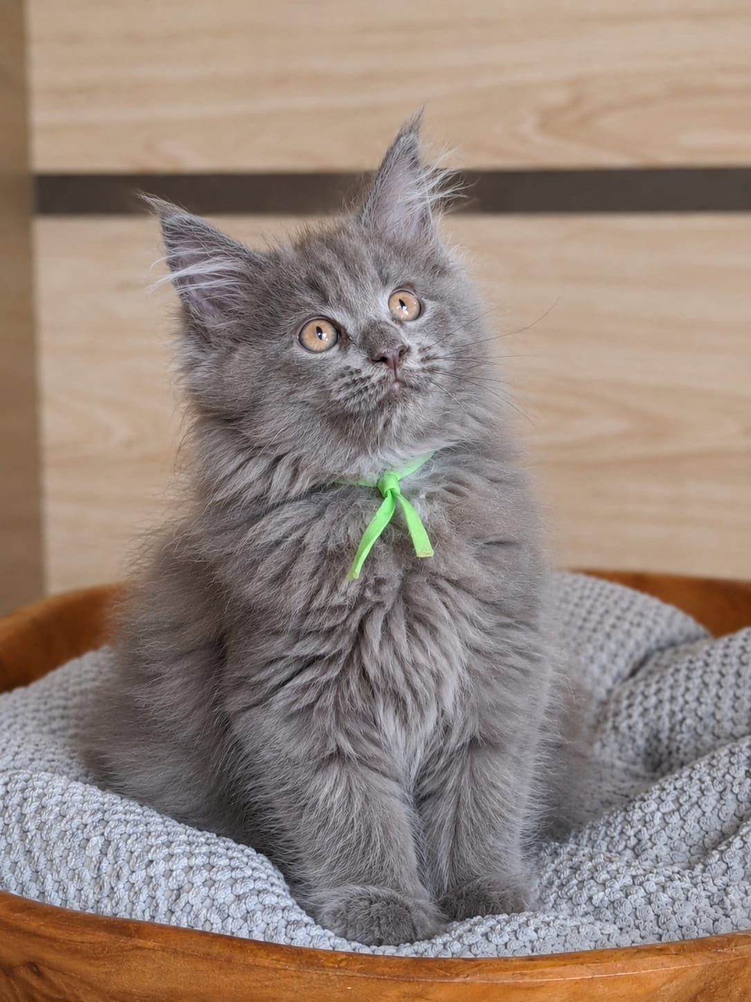Maine coons kitten XXL met Kampioen stamboom Russisch lijn, Chatte ou Chat, Avec pedigree, 0 à 2 ans
