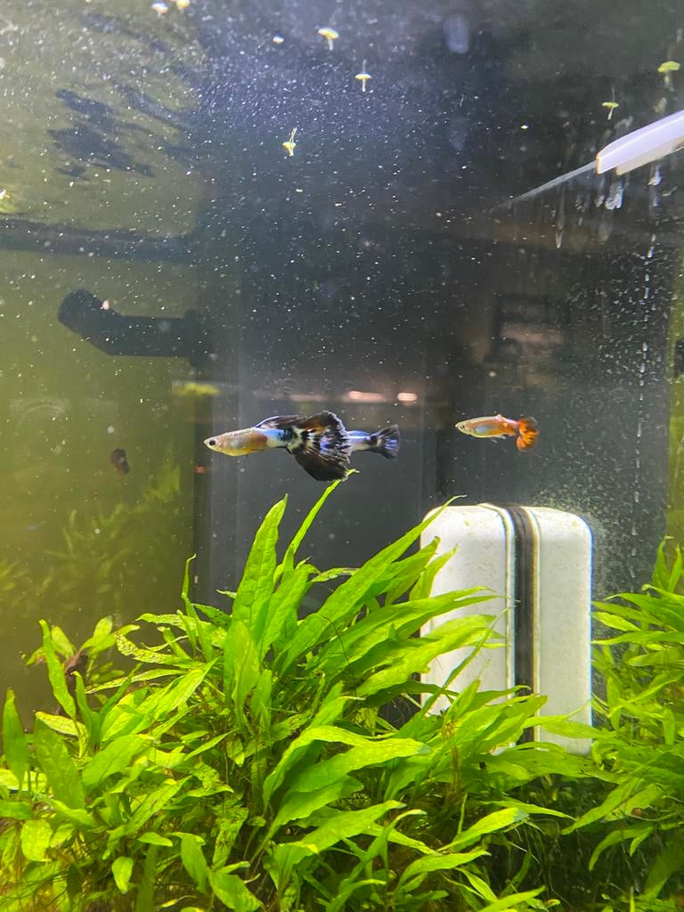 Guppy’s