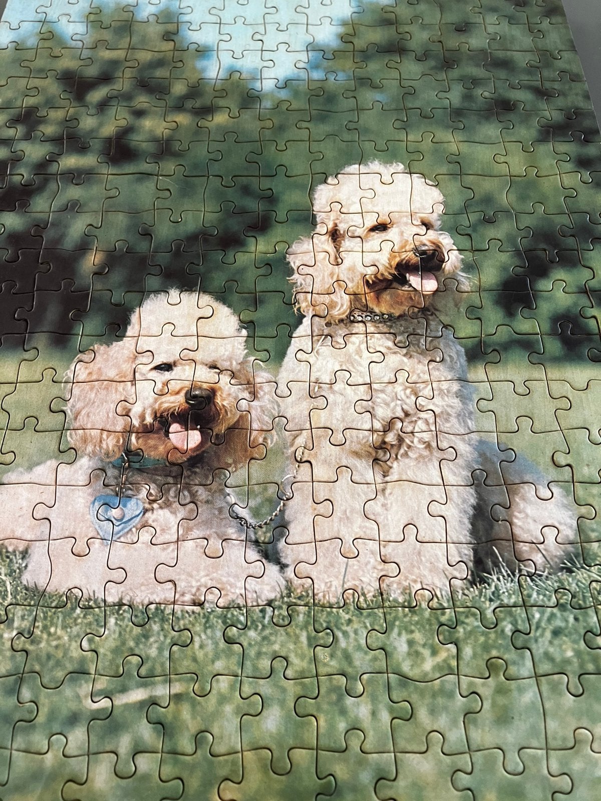 Puzzel/schilderijtje Labradoodle., Enlèvement ou Envoi