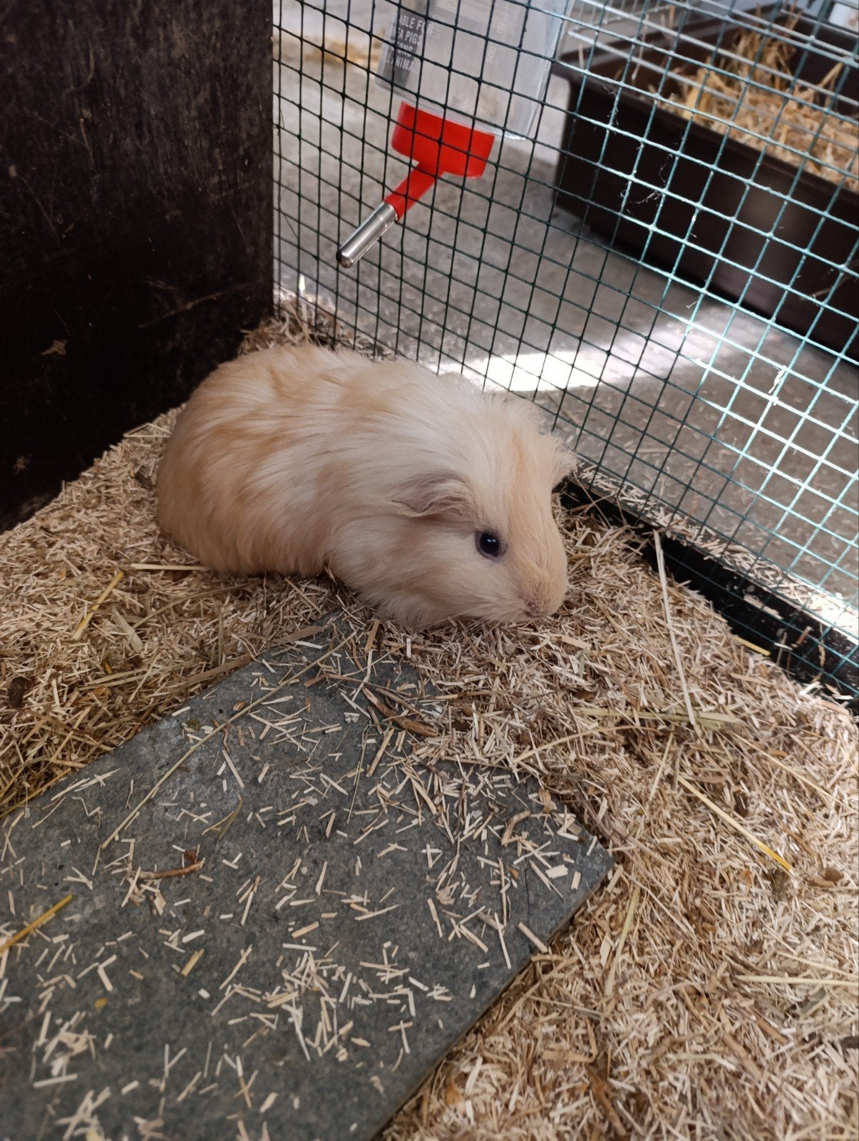 Jonge cavia's, Dieren en Toebehoren, Mei, Cavia