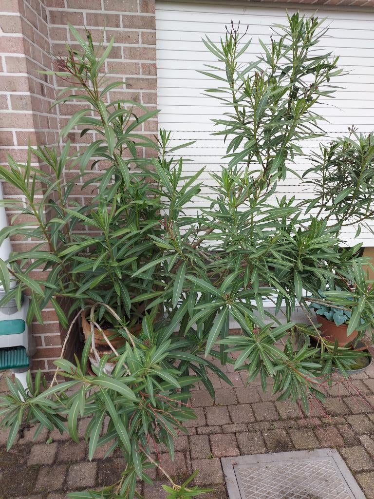 Oleander 2m hoog, rode bloemen, Ophalen, Zomer, Vaste plant, Volle zon