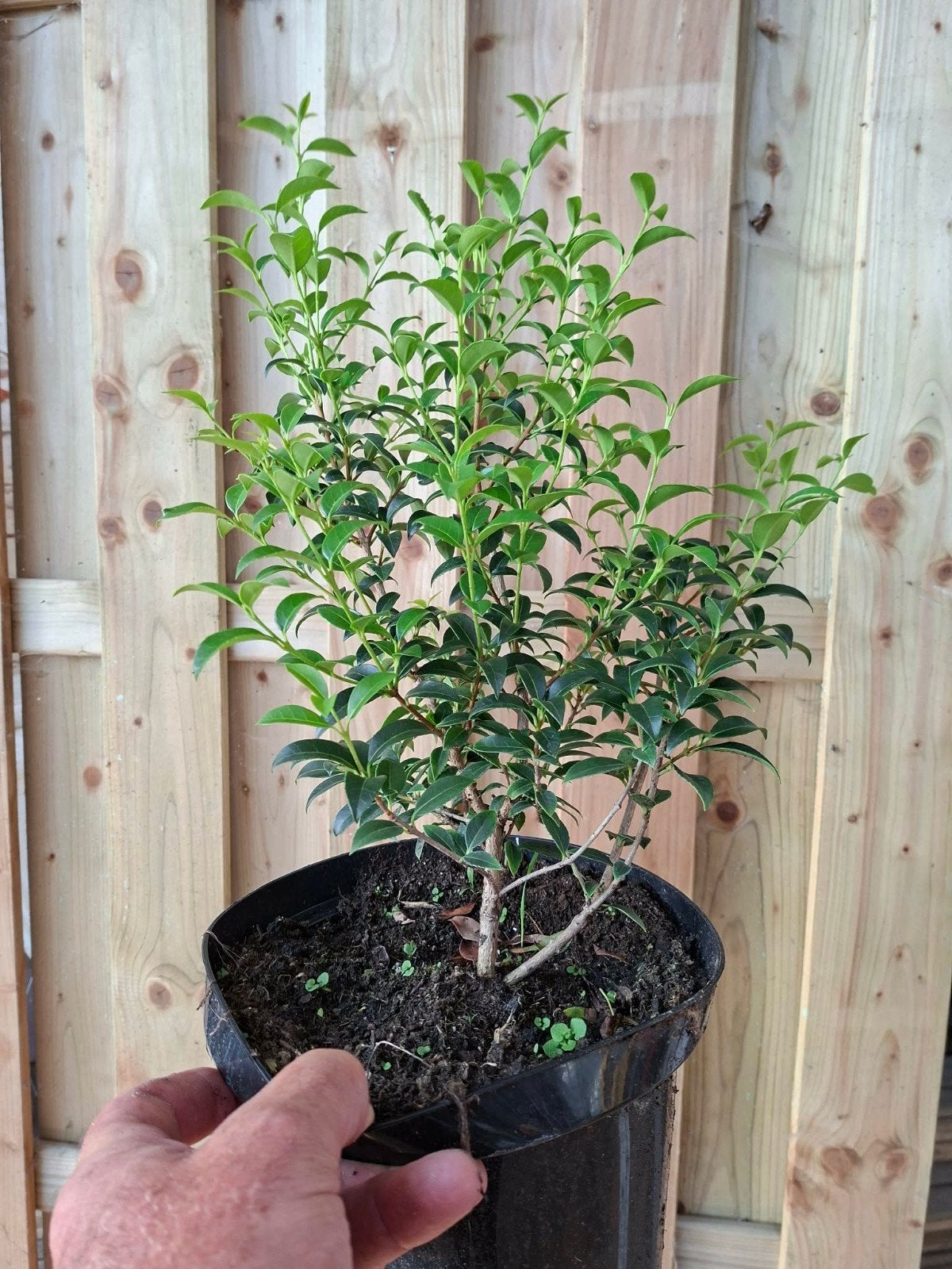 ‼️osmanthus Burkwoodii aan promoprijzen ‼️, Tuin en Terras, Ophalen