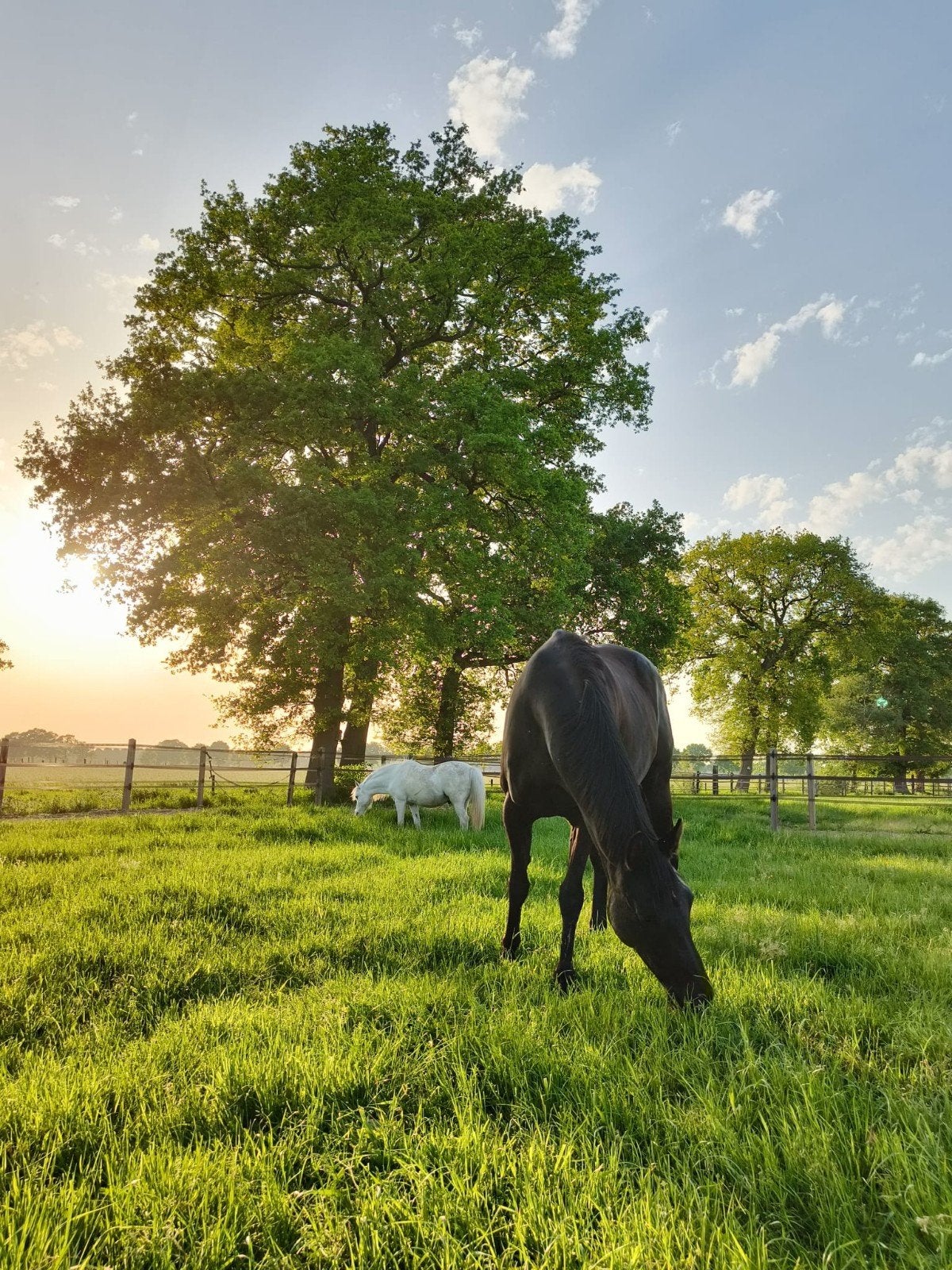 Lege box eigen beheer of half pension, Dieren en Toebehoren, Stalling en Weidegang, Stalling