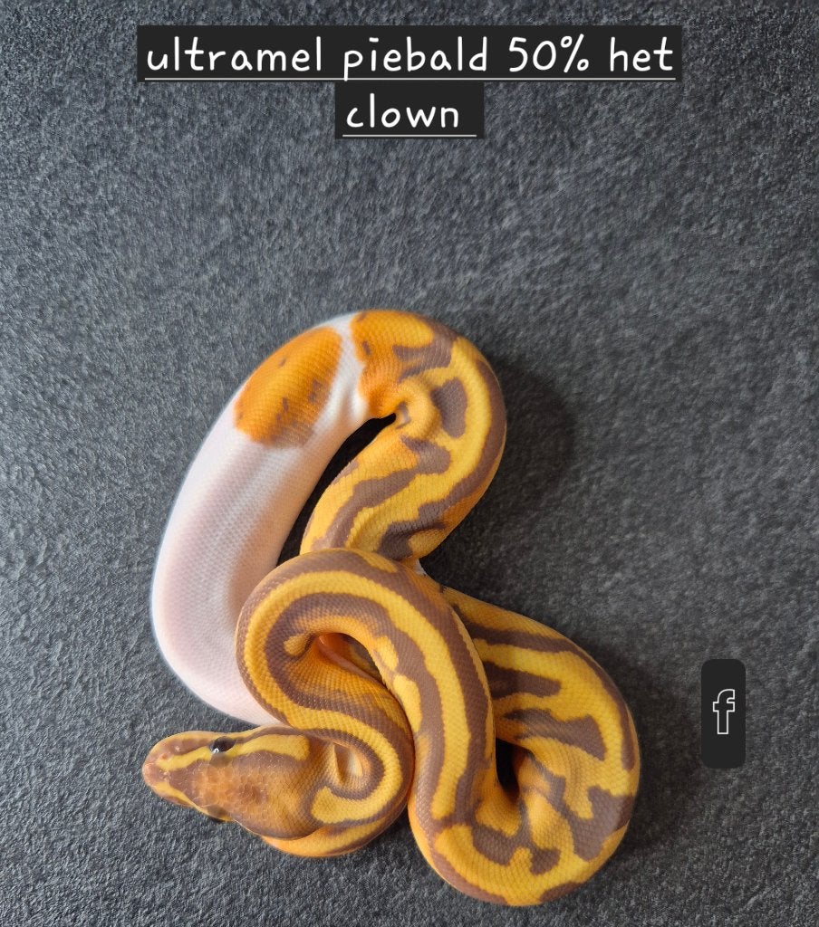 Python regius Ball Python photo 3