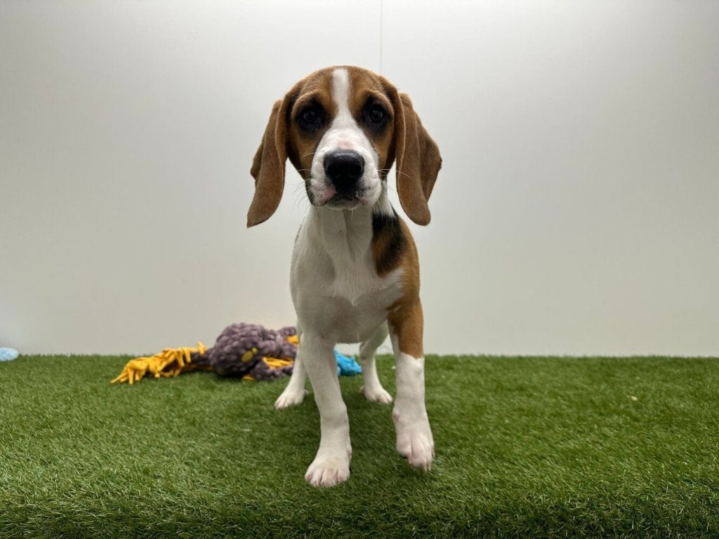 Beagle pups, België, Beagle, 8 tot 15 weken, Parvo
