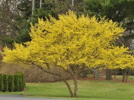 Actie Laatse 200 stks: Cornus mas / gele kornoelje struiken, Tuin en Terras, Ophalen, Haag