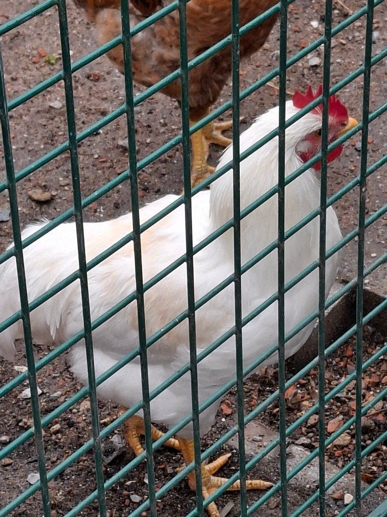2 mooie hanen, Dieren en Toebehoren