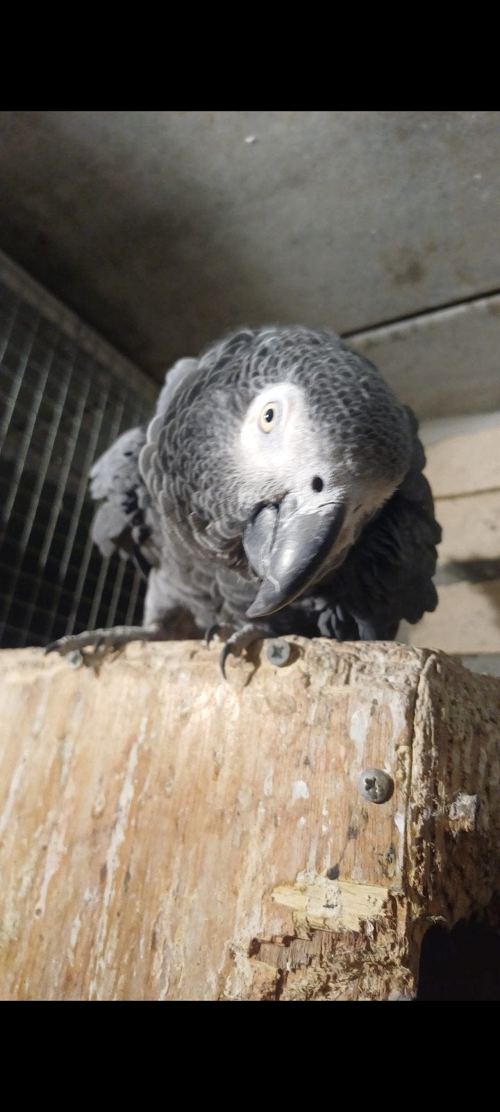 grijze roodstaart pop te koop, Dieren en Toebehoren, Vrouwelijk, Papegaai, Tam