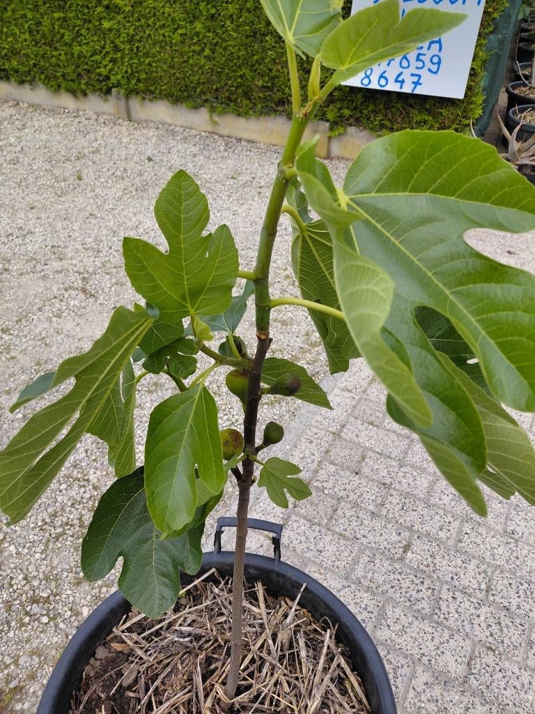 vijgeboom in groot pot, Ophalen, Lente, Volle zon, In pot