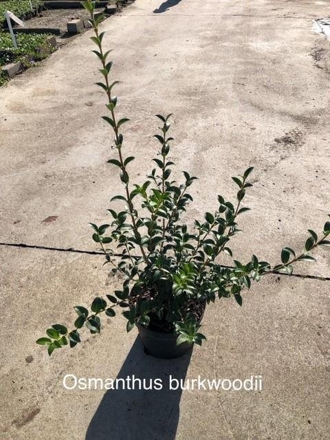Osmanthus Burkwoodii, Enlèvement, Arbuste