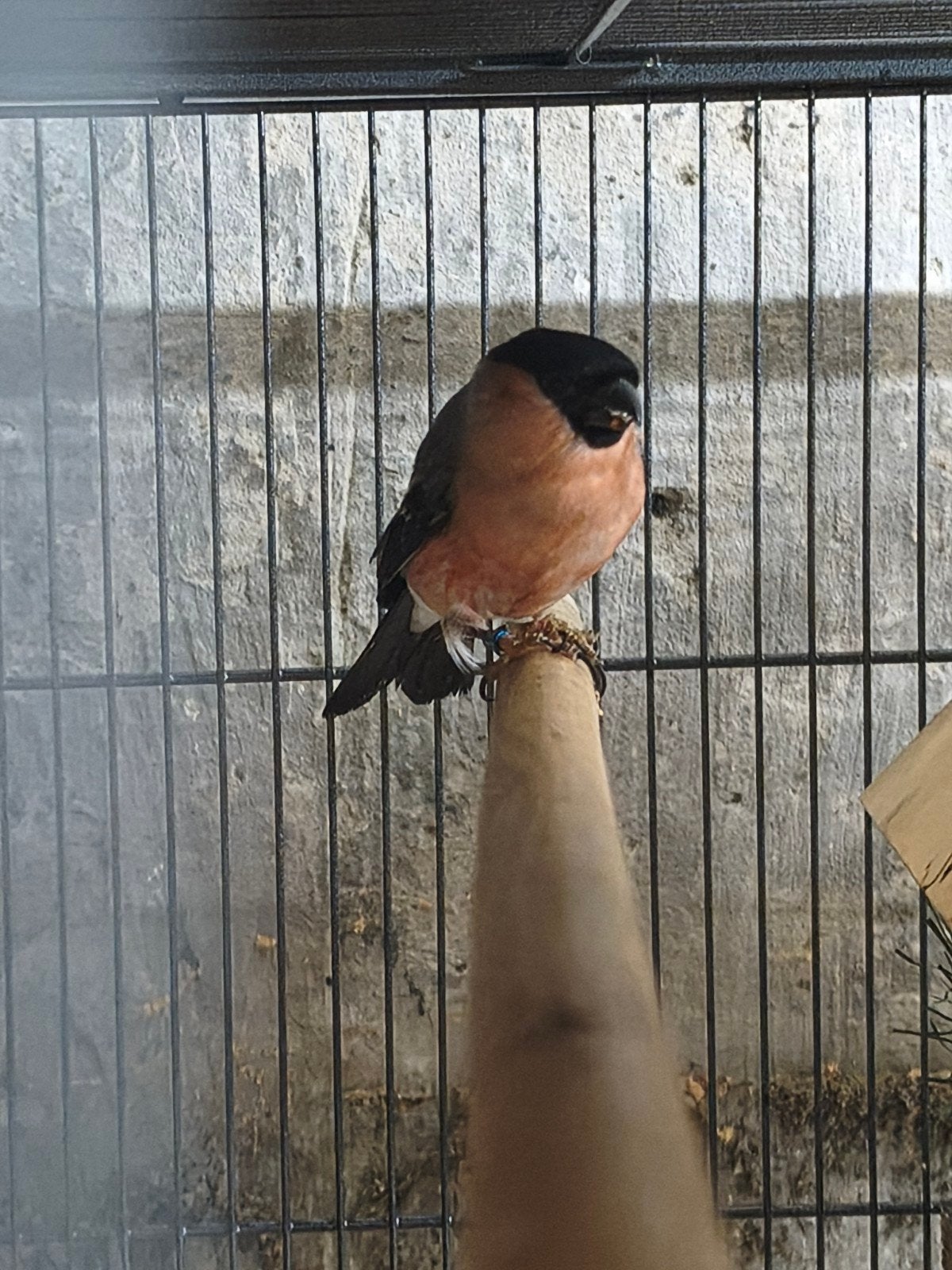 Europese Goudvink man 2023, Dieren en Toebehoren, Vogels | Overige Vogels, Geringd
