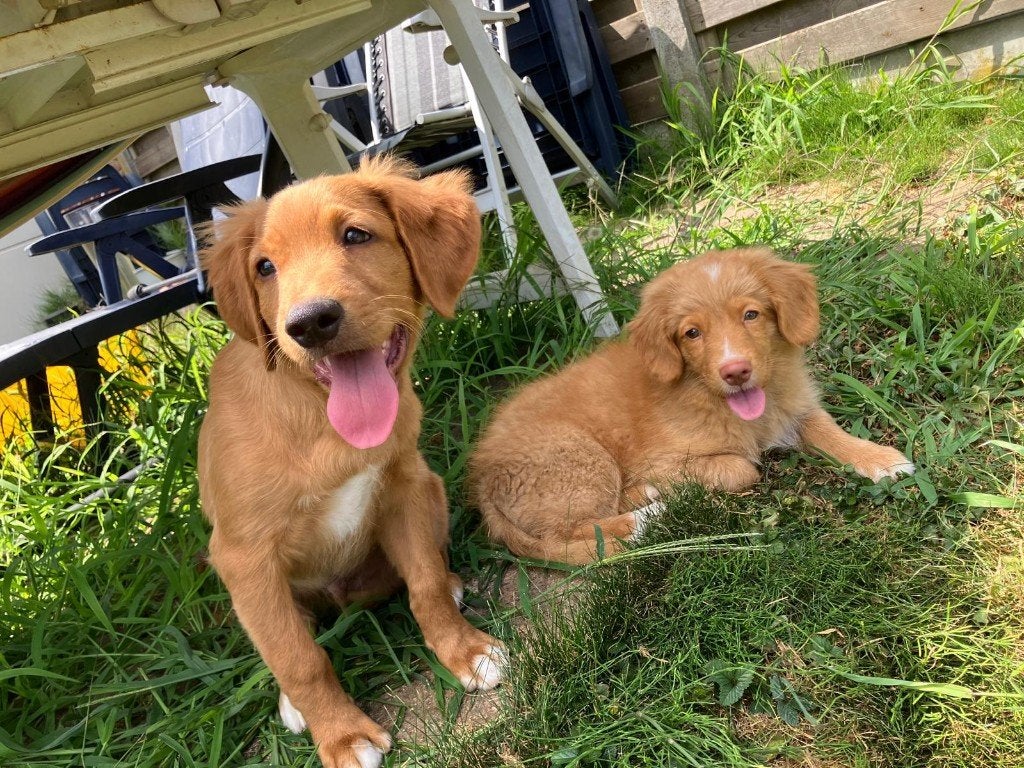 toller pups, beide ouders zijn hier aanwezig, Animaux & Accessoires, Chiens | Retrievers, Épagneuls & Chiens d'eau, Autres races