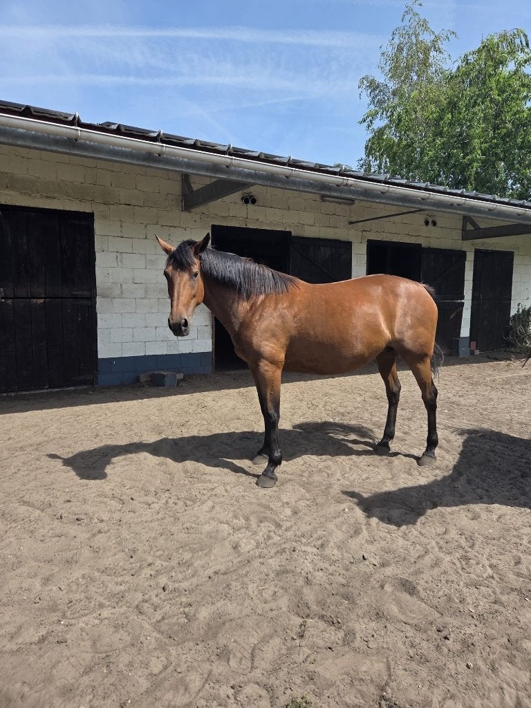 Recreatiepaard / draagmerrie, Dieren en Toebehoren, Merrie, Niet van toepassing, Recreatiepaard, 7 tot 10 jaar