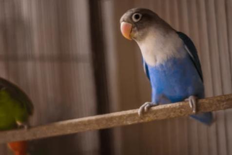 fischeri's, Meerdere dieren, Dwergpapegaai of Agapornis, Geringd
