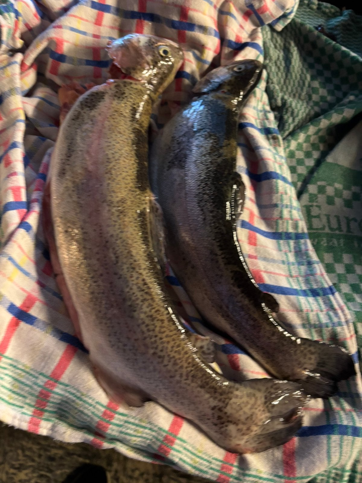 Verse forel en zalm forel, Ophalen
