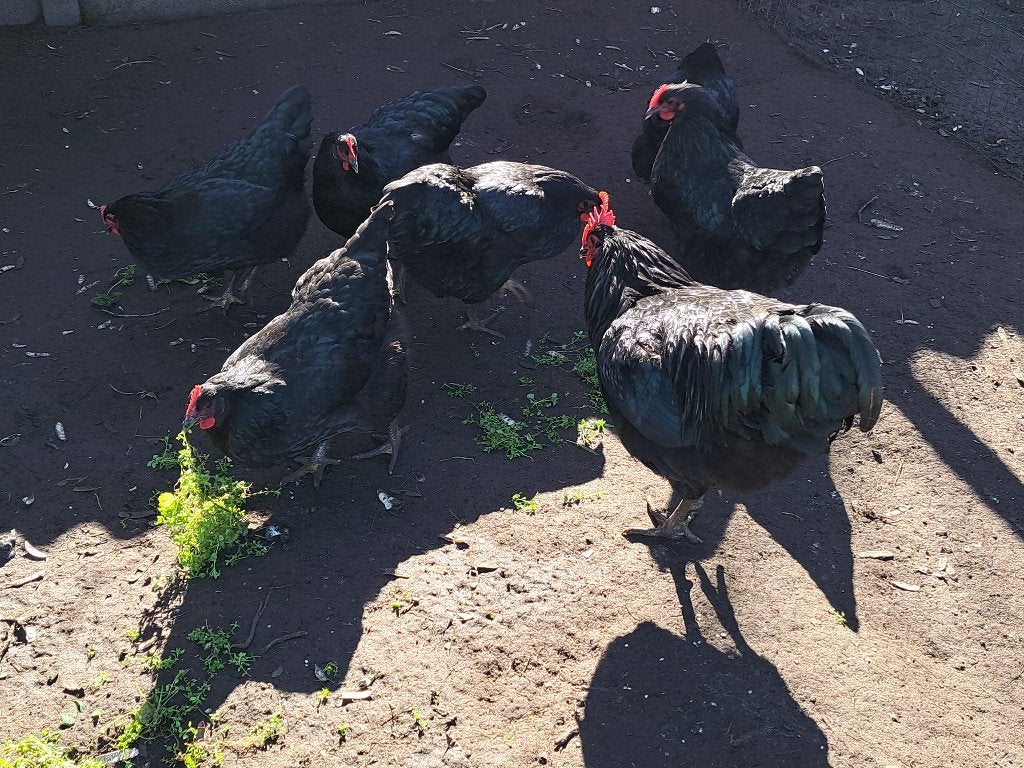Jersey giant groothoender, Vrouwelijk, Kip
