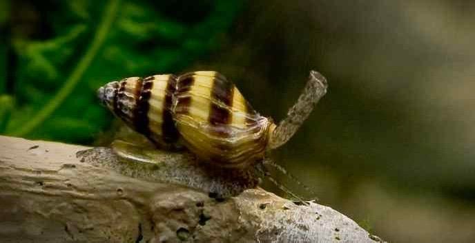 Helena slakken, Dieren en Toebehoren