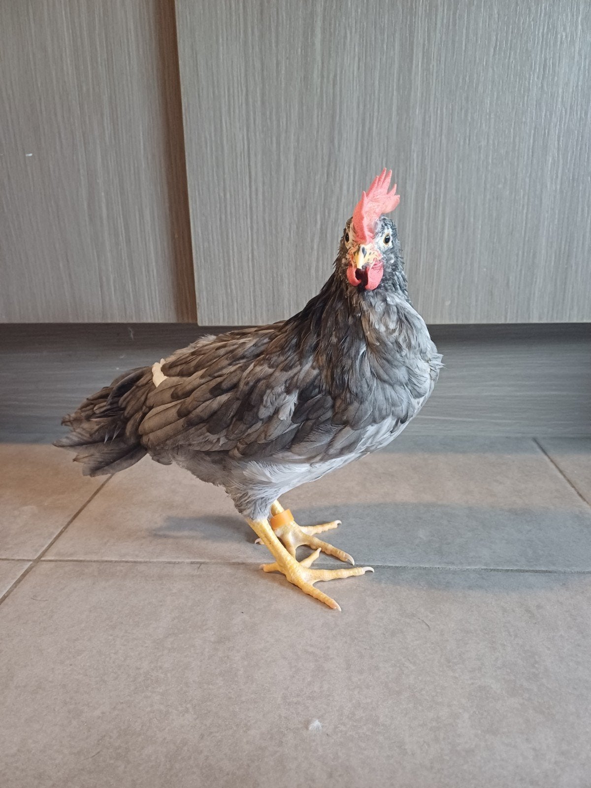 Jonge haan, Dieren en Toebehoren, Pluimvee