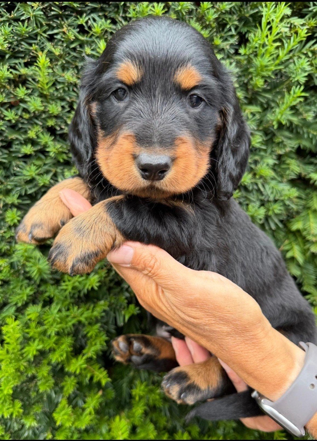 teckel pups langhaar standaard met stamboom, België, Standaard, Fokker | Hobbymatig, CDV (hondenziekte)