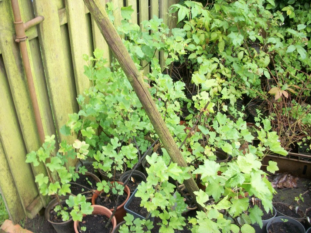 Aalbes, trosbes of Ribes, Tuin en Terras, Planten | Tuinplanten, Ophalen, Volle zon, Vaste plant, Zomer