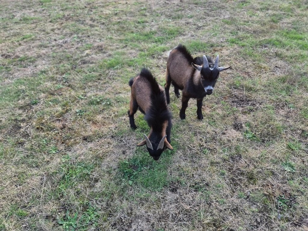 Dwerggeiten, Dieren en Toebehoren, Schapen, Geiten en Varkens, Mannelijk, Geit, 0 tot 2 jaar