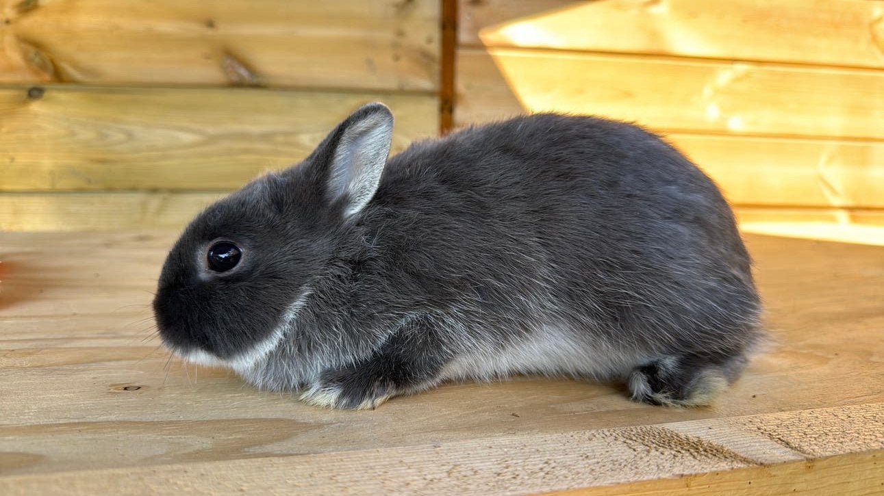 Kleurdwerg ram, Dieren en Toebehoren, Konijnen, Mannelijk, Dwerg, 0 tot 2 jaar