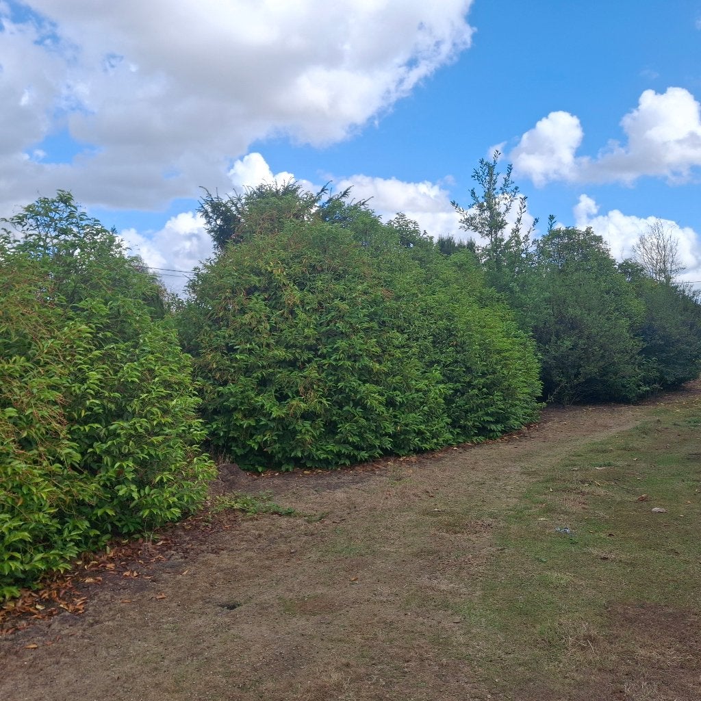 GROTE groenblijvers Prunus lusitanica  voordelig, Ophalen of Verzenden, Laurier, Haag, 250 cm of meer