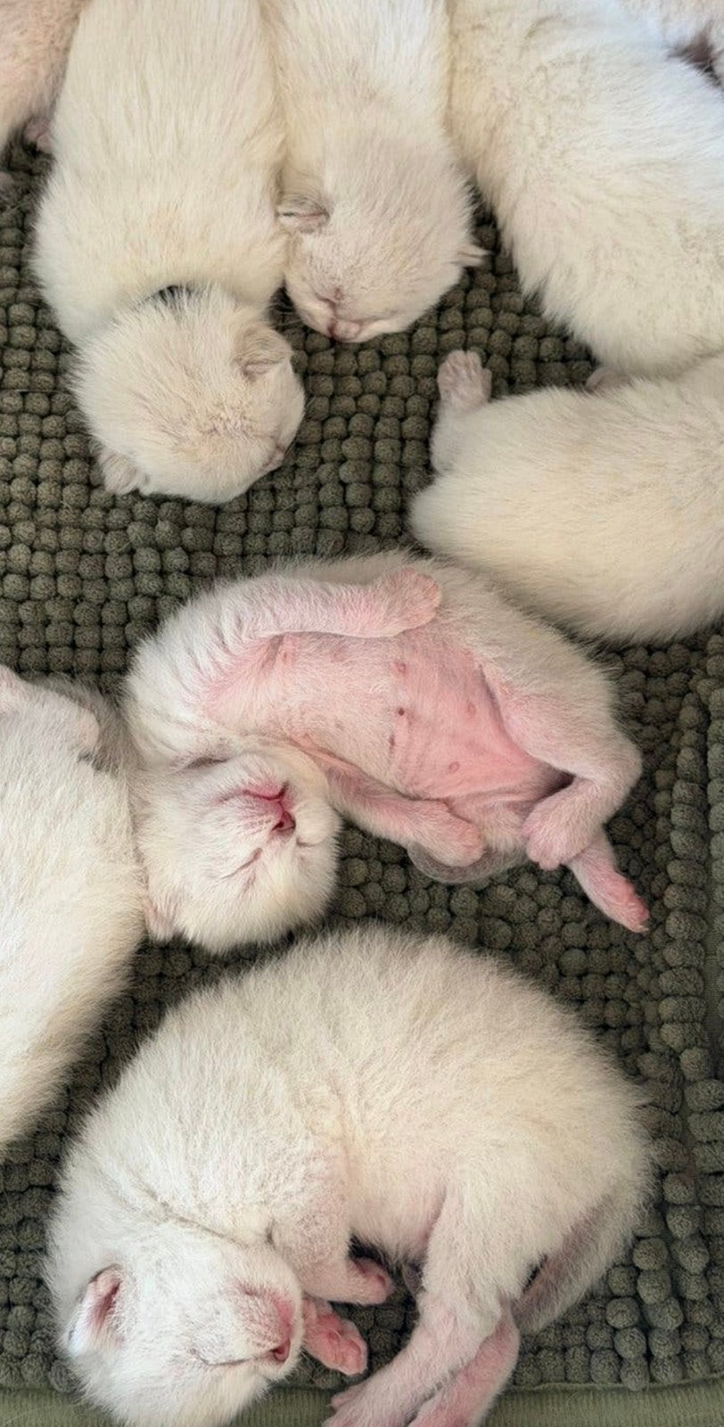 Brits Korthaar Point Kittens, Plusieurs animaux, Avec puce électronique, 0 à 2 ans