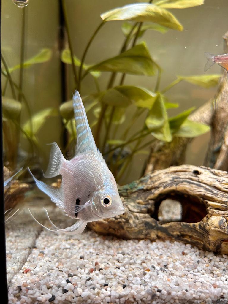 Maanvis, Poisson, Poisson d'eau douce
