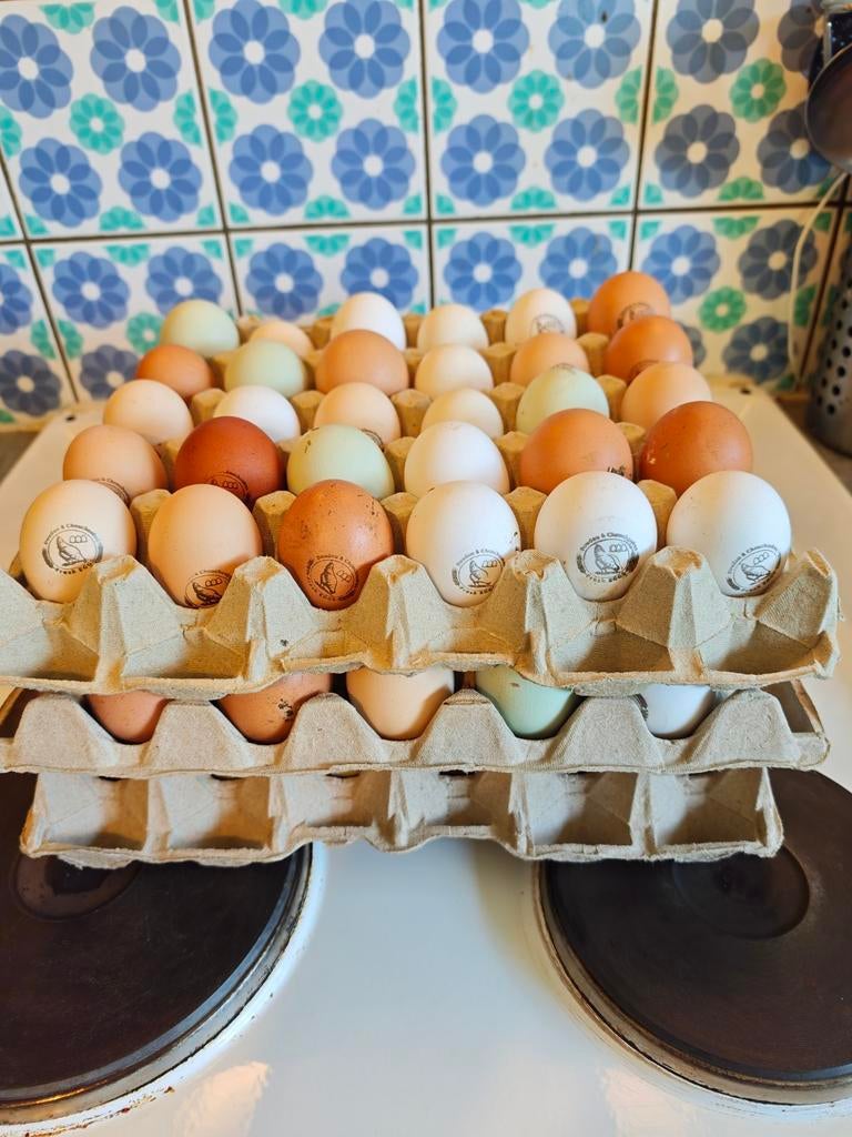 Verse Eieren/ Oeufs frais, Animaux & Accessoires, Volatiles, Poule ou poulet