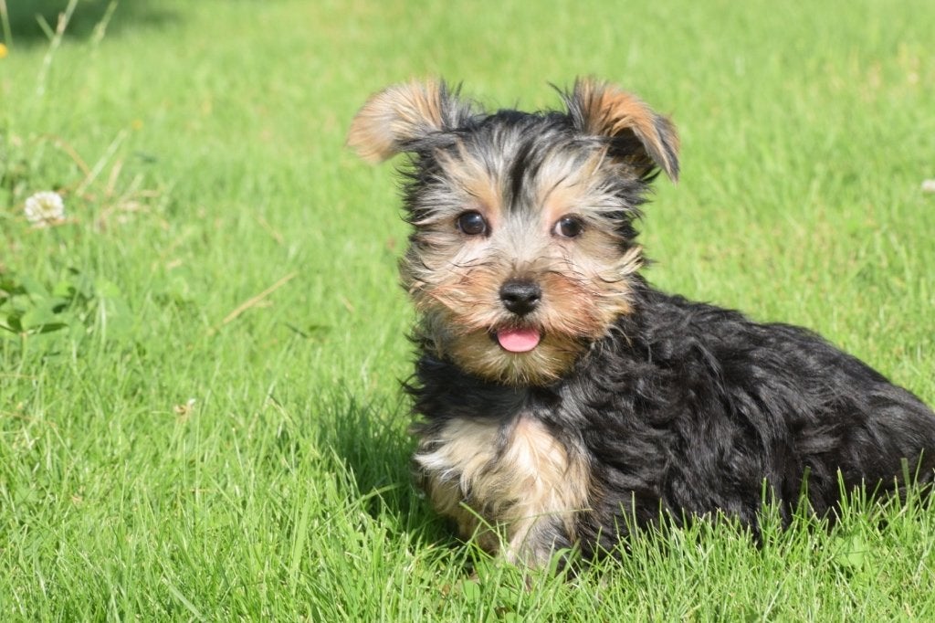 Yorkshire terrier pup, Yorkshire Terriër, 15 weken tot 1 jaar, Buitenland, Parvo