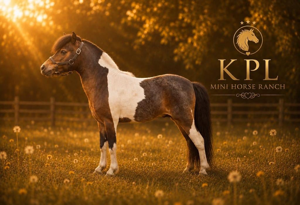 BMP, AMHA, en guise de couverture, 4 étalons miniatures., Animaux & Accessoires, Poneys, Plusieurs animaux