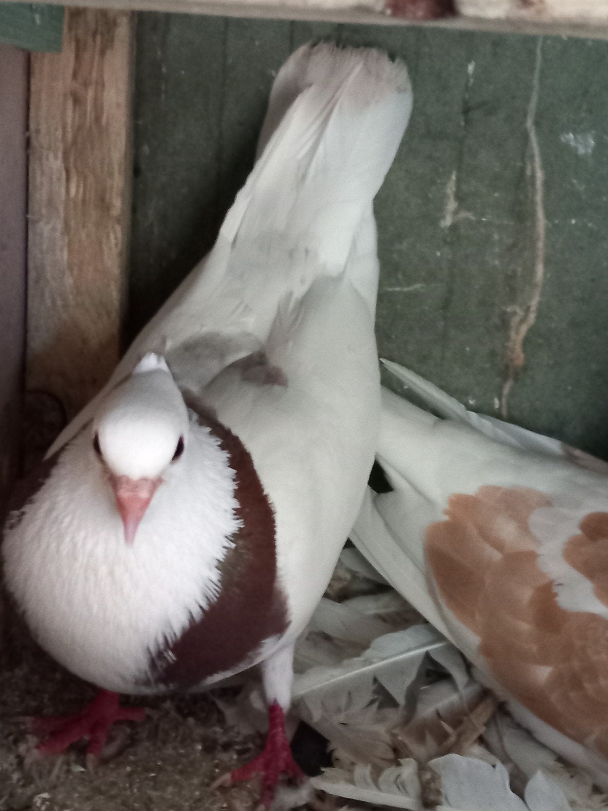 Iranian mooi duiven Koppel 50€, Dieren en Toebehoren