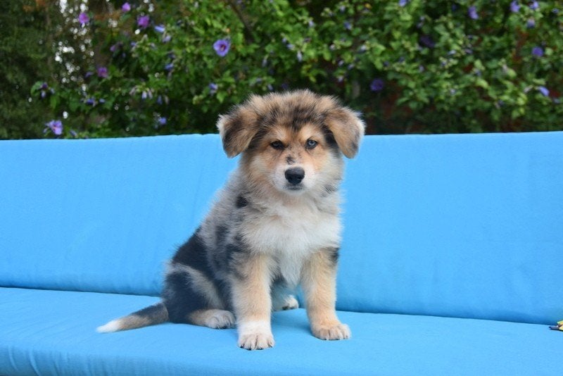Prachtige kruising Herder pup, Maladie de Carré (chiens), Plusieurs, Belgique, Plusieurs animaux
