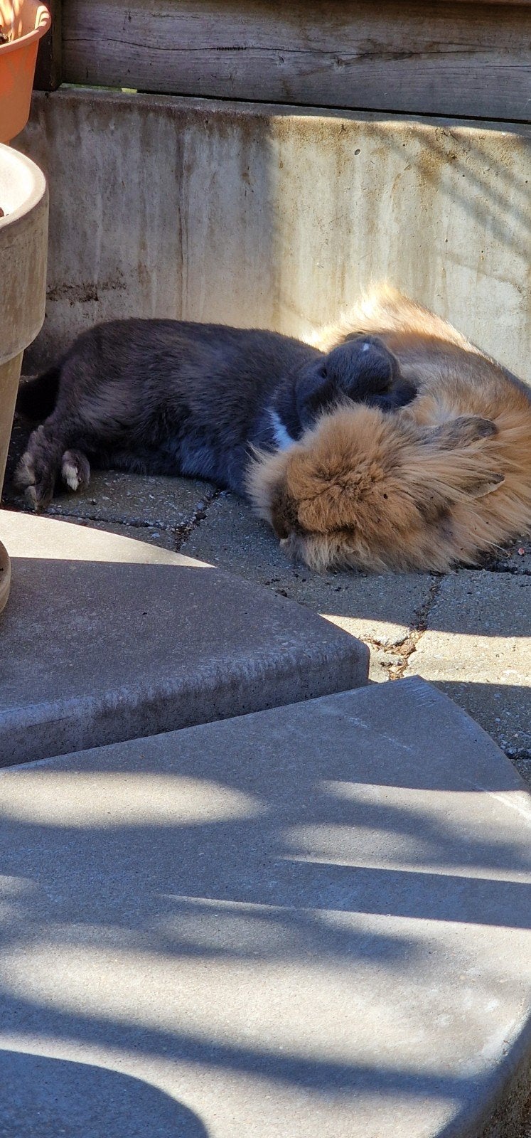 2 Gratis konijntjes, Dieren en Toebehoren, Konijnen