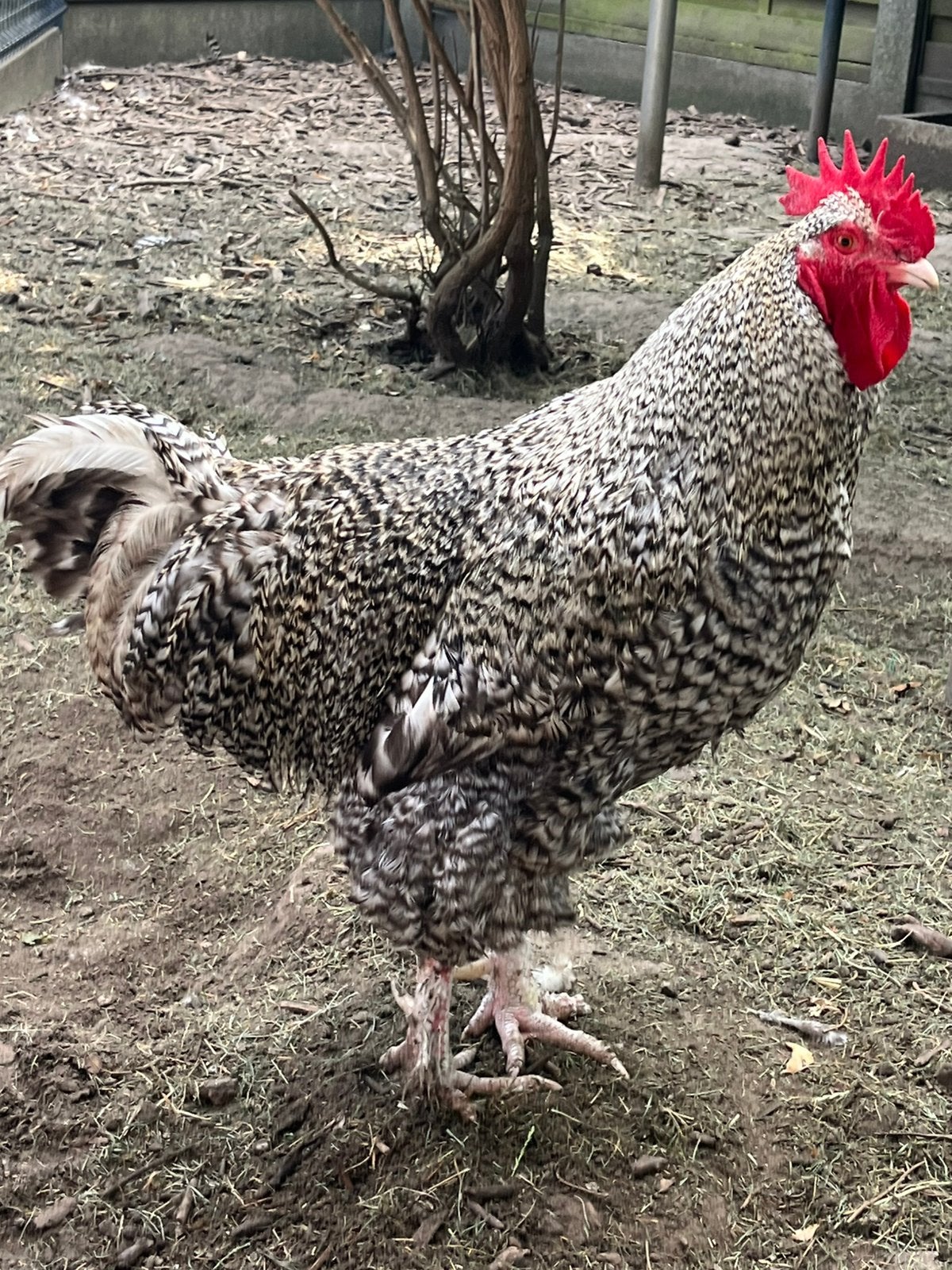 Élevage de coucous de Malines, Animaux & Accessoires, Volatiles, Poule ou poulet
