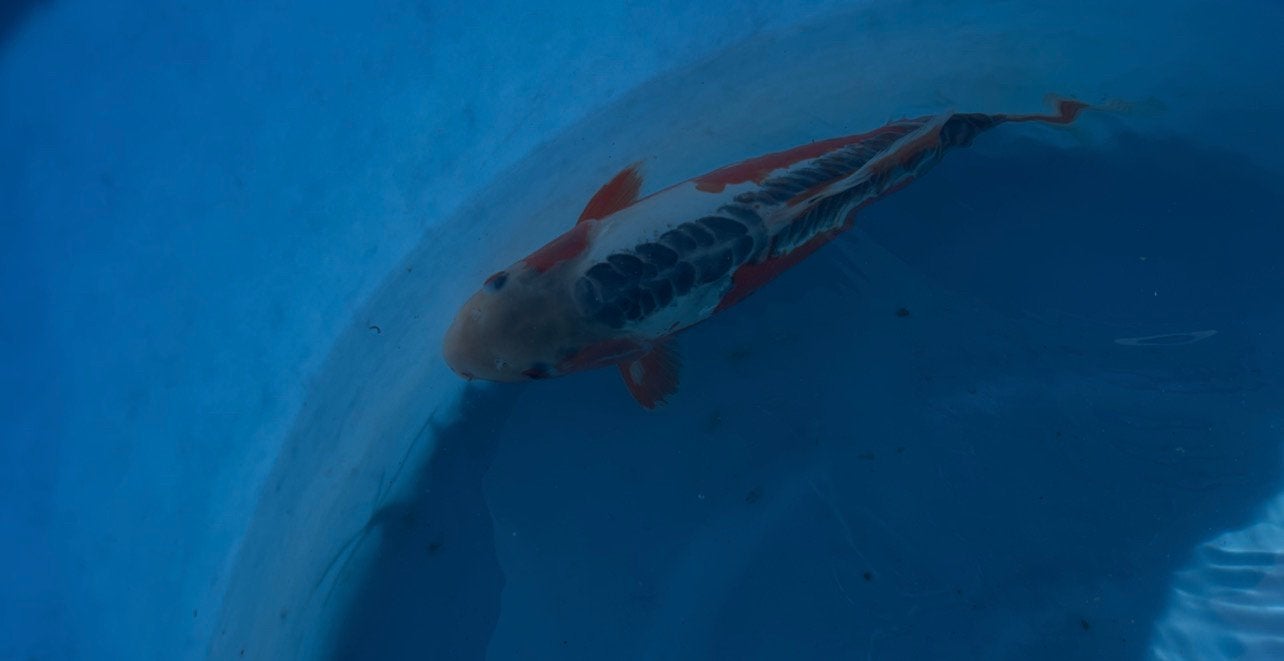 Shusui, Dieren en Toebehoren, Vissen | Vijvervissen, Karper of Koi