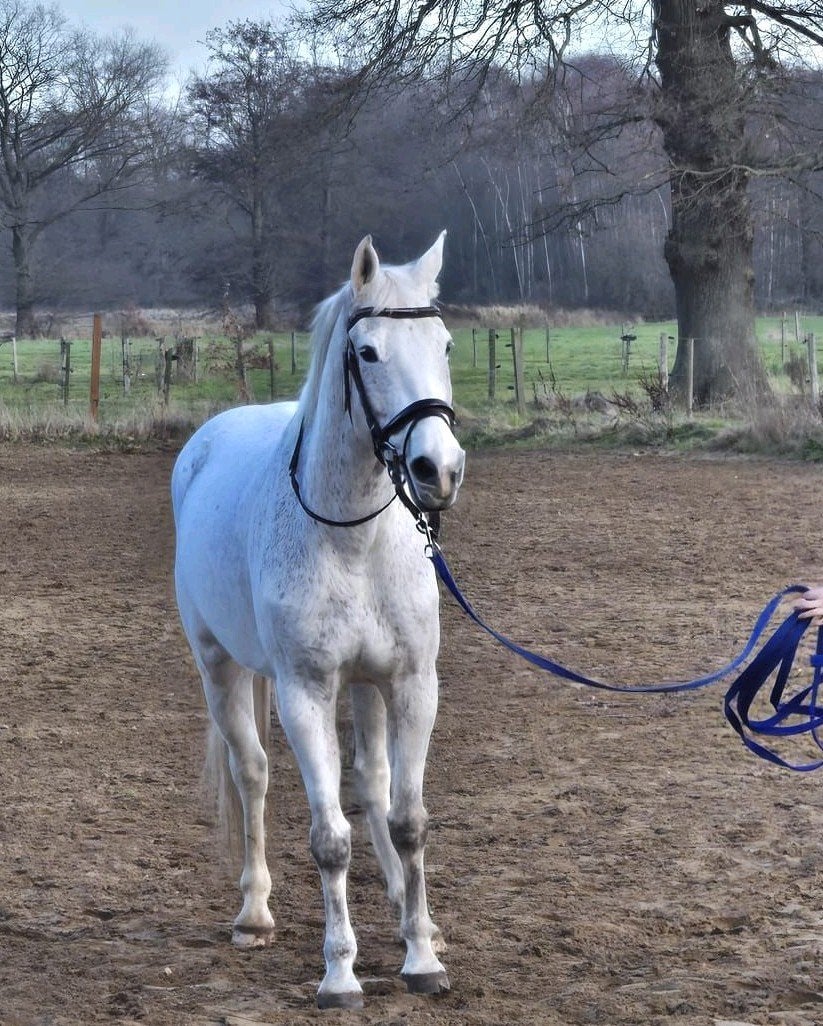 Paard E pony, Dieren en Toebehoren, Ophalen