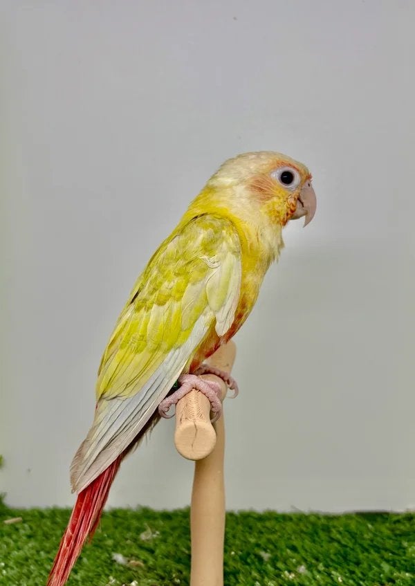Conure de molinae male 2026, Mâle, Perroquet nain ou Inséparable, Bagué