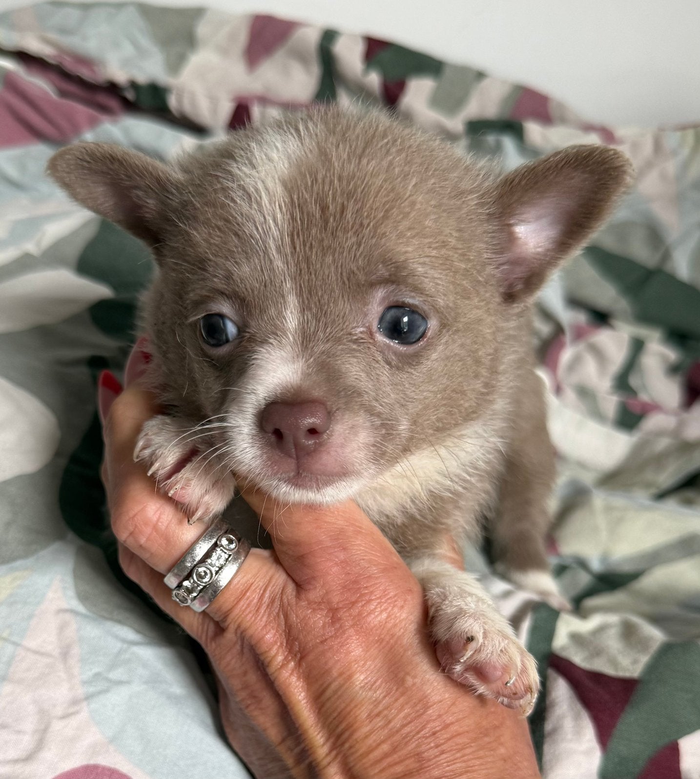4 petits oursons attendent leurs futurs parents, Animaux & Accessoires, Chiens | Chihuahuas & Chiens de compagnie, Autres races