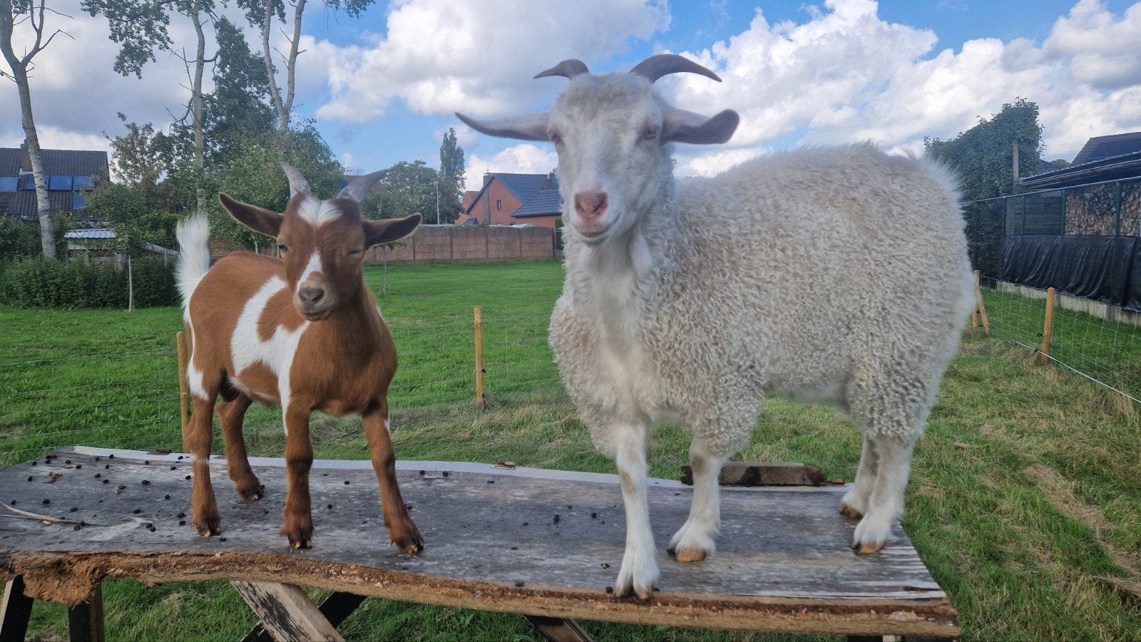 Geiten bok + mieke, Dieren en Toebehoren