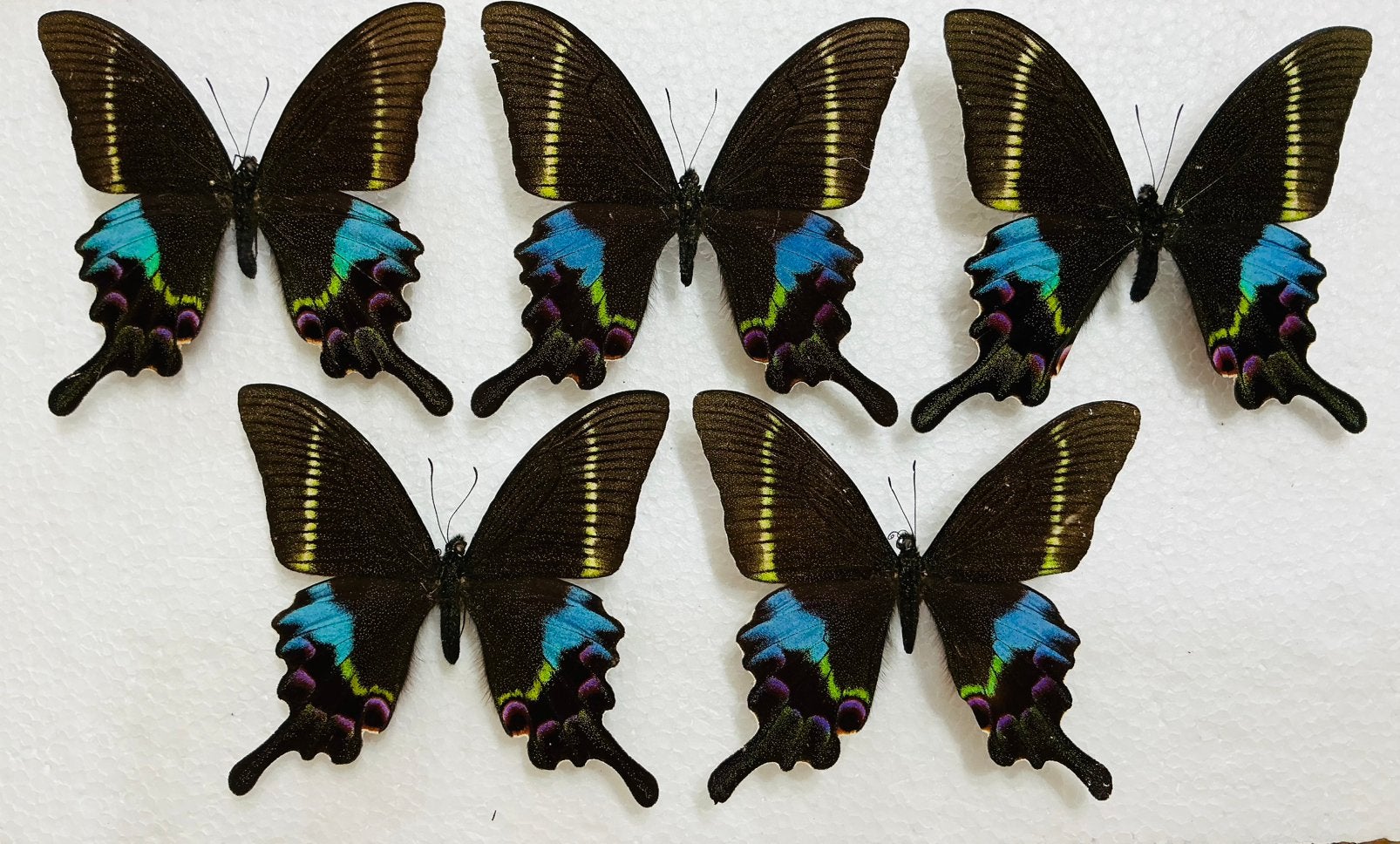 Papilio krishna ssp. thawgawa, Ophalen of Verzenden, Zo goed als nieuw