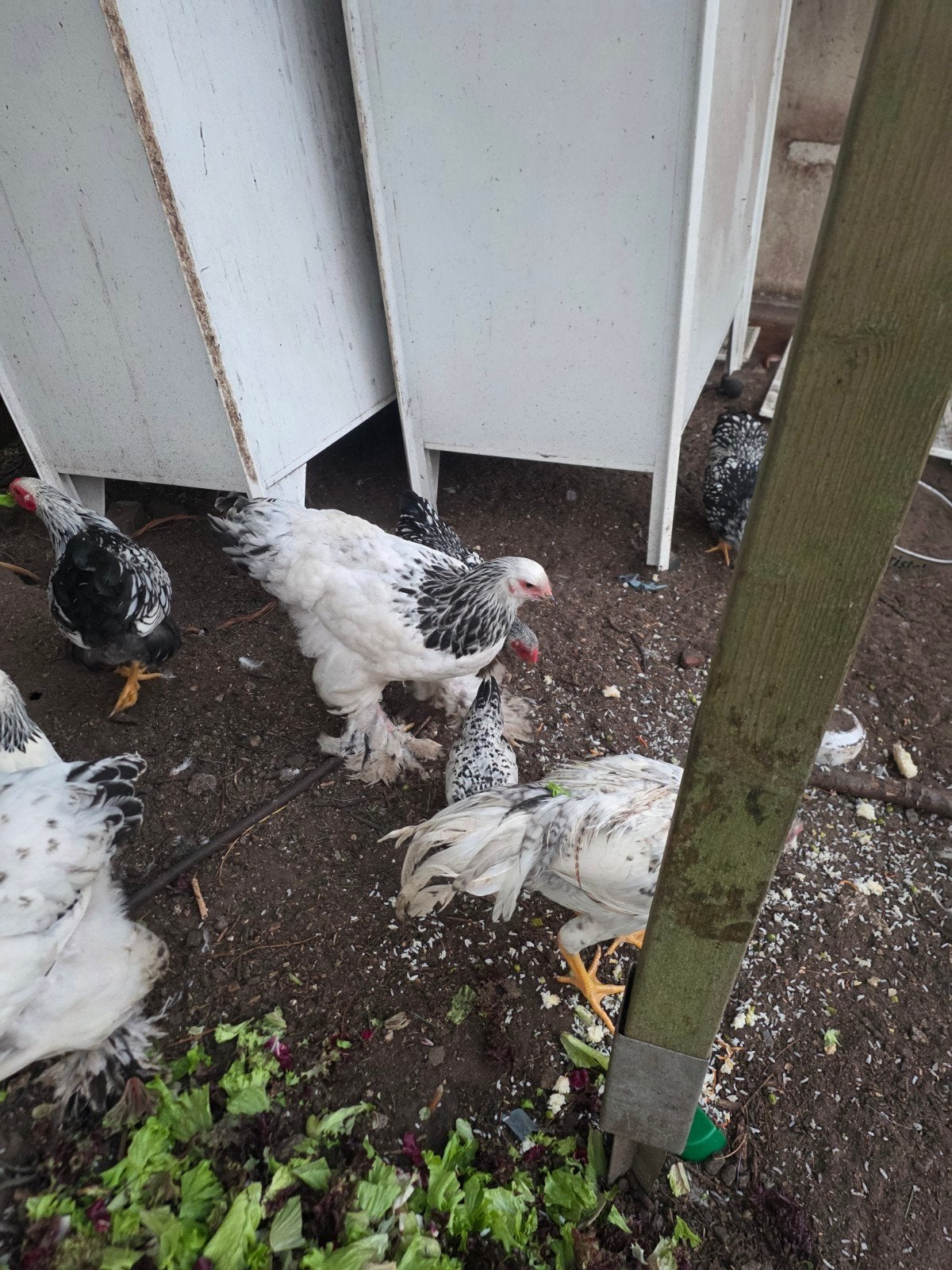 Toom Brahma (1-3), Meerdere dieren, Kip