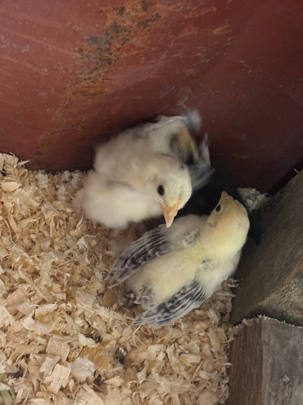Chabo kuikens, Sexe inconnu, Poule ou poulet