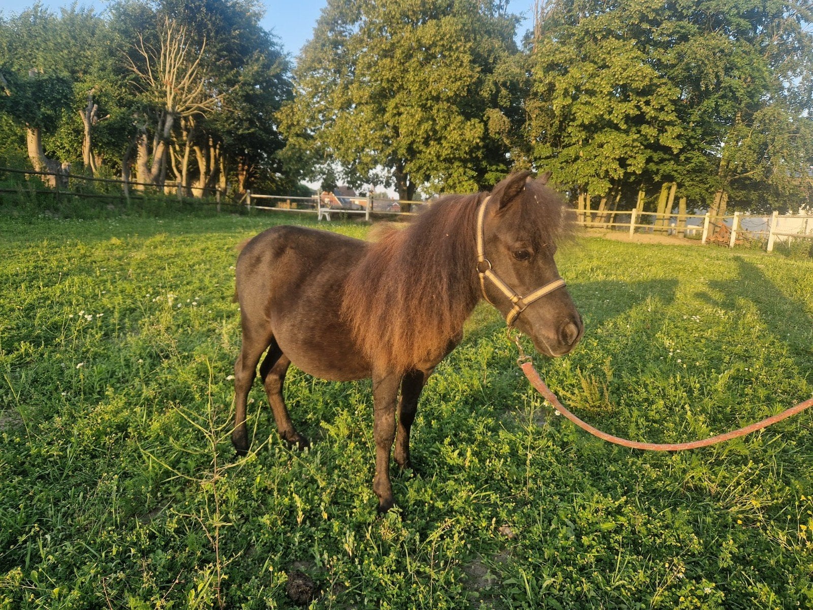 Pony's, Merrie