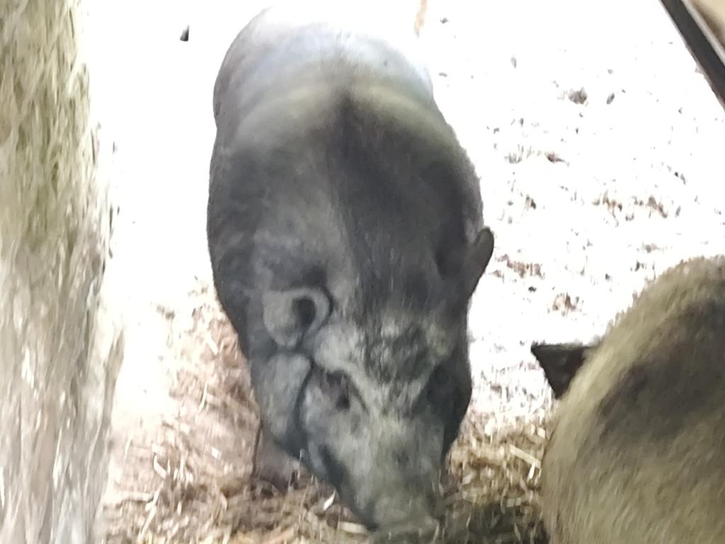 3 Göttinger hambuikvarkens ( varken ), Tickets & Billets, Loisirs | Jardins zoologiques