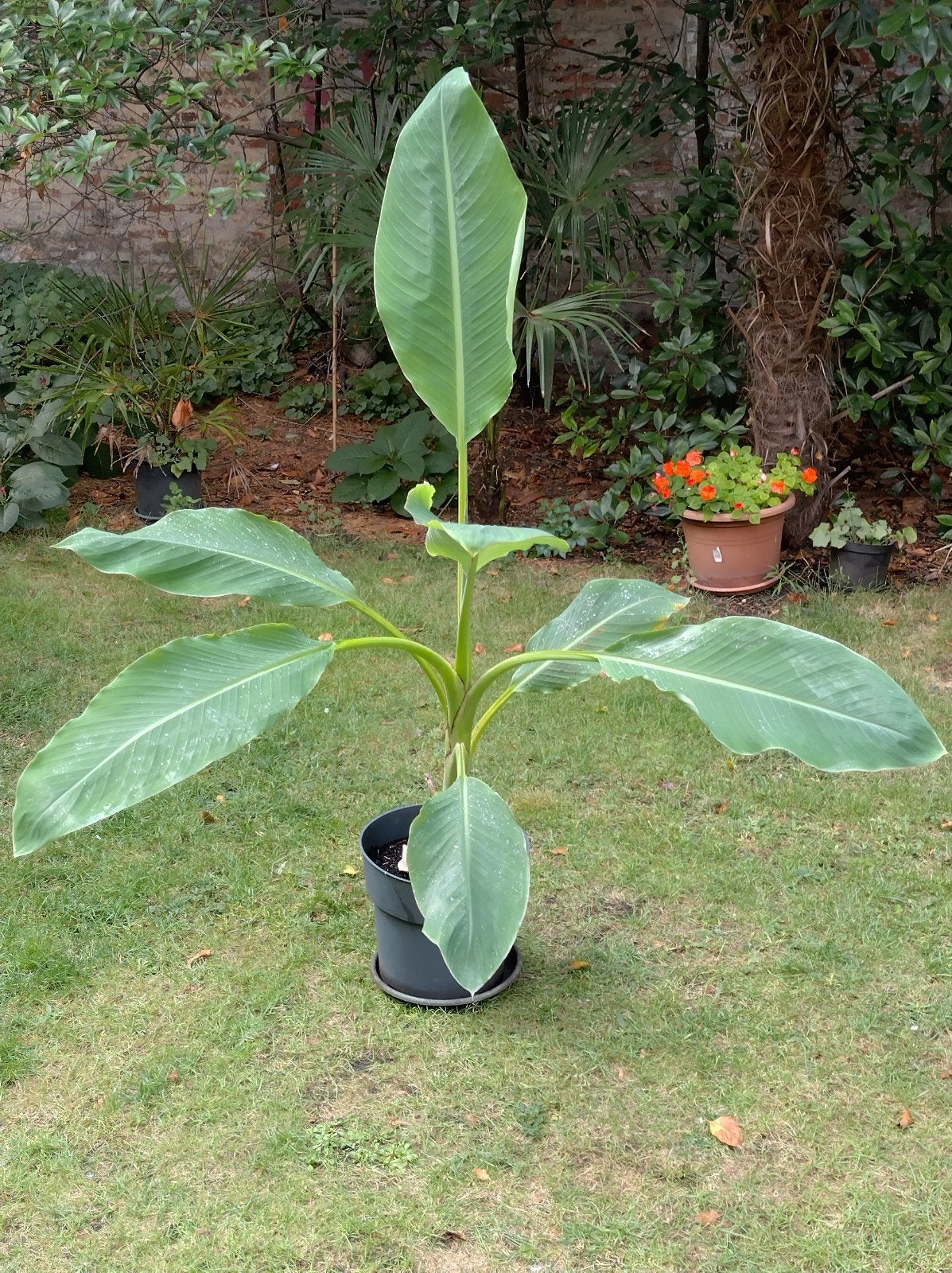 Bananenplant - gouden lotus, Tuin en Terras, Ophalen, Zomer