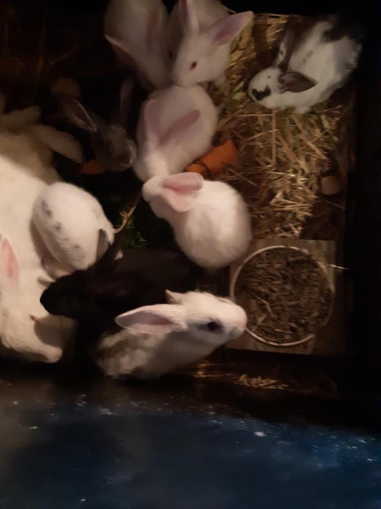 Jonge slachtkonijnen, Dieren en Toebehoren, April, Meerdere dieren